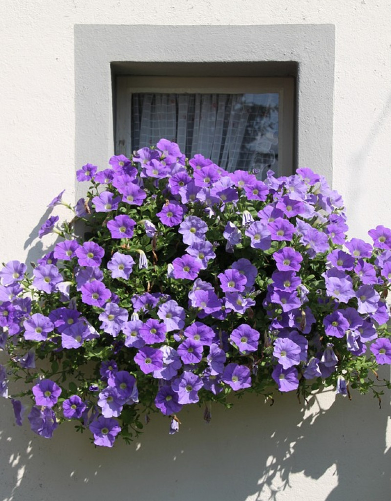 petunia-perkplanten-eenjarige-stekken-zaaien-extra lange bloei